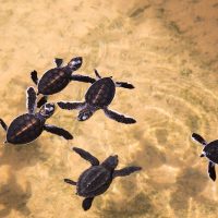 Experiences-Kosgoda-Sea-Turtle-Hatchery-intro-1100x1200-1.jpg