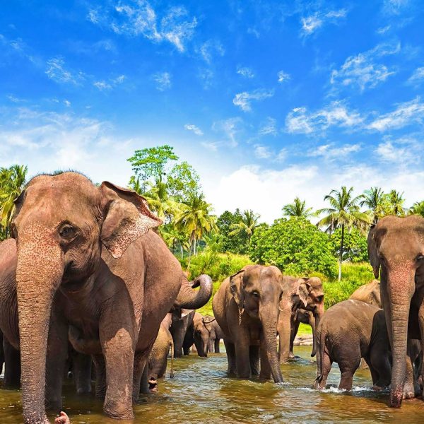 639845-2560x1440-desktop-hd-sri-lanka-background-photo.jpg