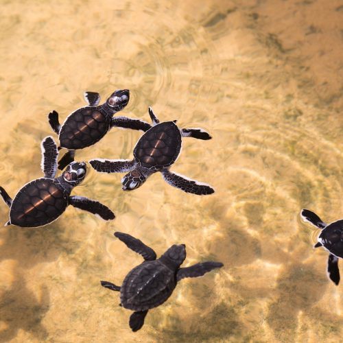 Experiences-Kosgoda-Sea-Turtle-Hatchery-intro-1100x1200-1.jpg