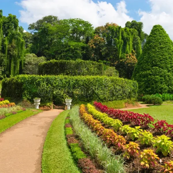 beautiful-tropical-botanical-garden-royal-gardens-peradeniya-kandy-sri-lanka-31988977.webp